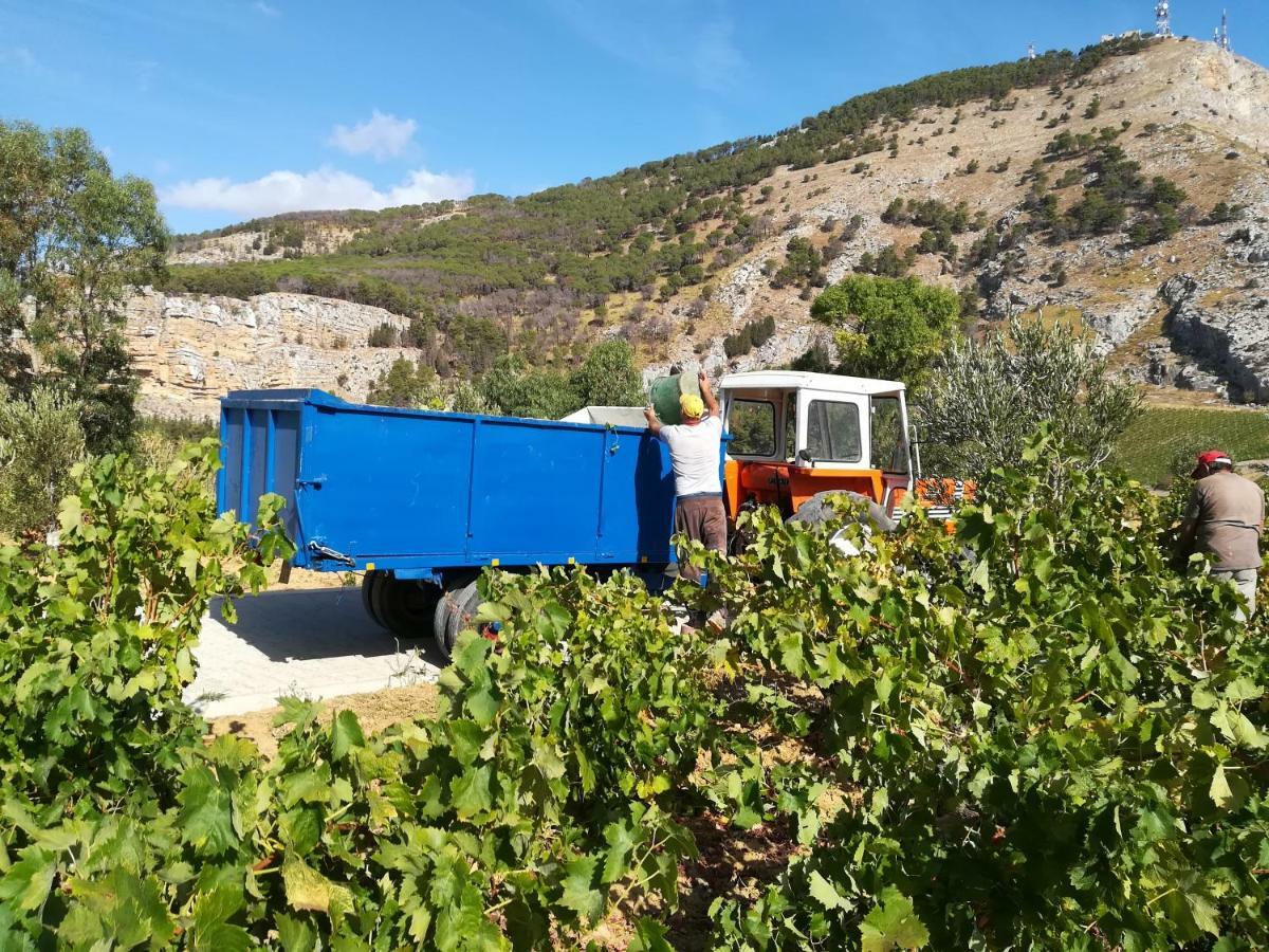 Villa Bonifato Vista Sulle Campagne E Sul Mare Siciliano Cozy House Italy 阿尔卡莫 外观 照片